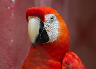 red macaw