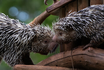Two Hedghogs on a log