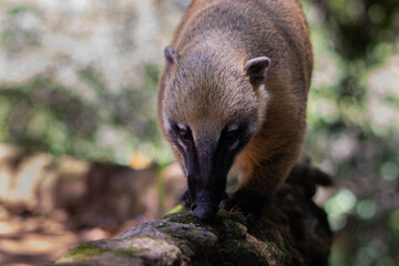 quati on a log - brazilian mammal