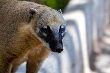 quati - brazilian mammal