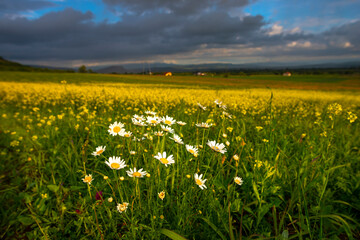 Fototapeta premium field of dandelions