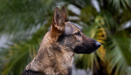 german shepherd dog