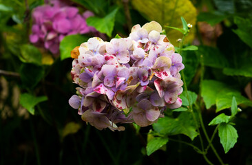 pink and white flowers