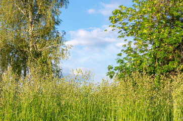 Fototapeta premium Beautiful view of trees, green grass and blue sky. Nature background