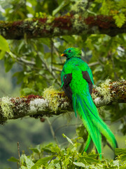 Quetzal Costa