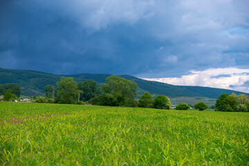 green field and blue sky