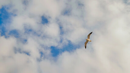 White seagulls against the evening sky of Istanbul.