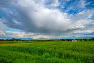 Fototapeta na wymiar green field and blue sky