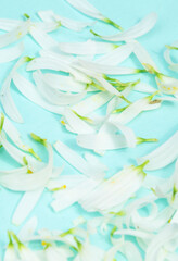 chamomile white petals. Background of white petals.