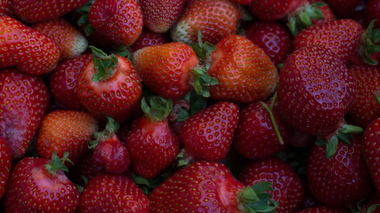fresh Kashubian strawberries in closeup