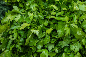 Fototapeta na wymiar Parsley leaves. Green leaves. Parsley growing in the garden. Close-up, Growing herbs. Horizontal photo.