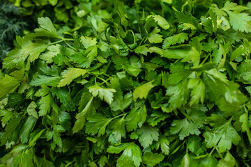 Parsley leaves. Green leaves. Parsley growing in the garden. Close-up, Growing herbs. Horizontal photo.