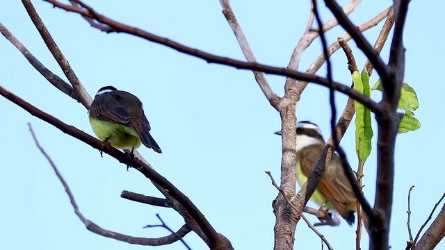 Passaro brasileiro bem te vi (brazilian bird bem te vi in portuguese) background