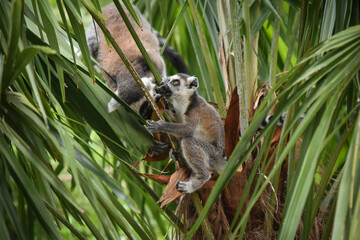 lemur of madagascar
