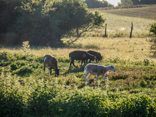 Schafe auf der Weide