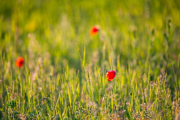 poppy in the field