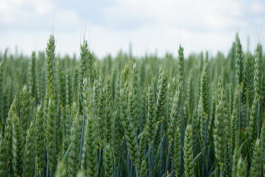 Gr&uuml;nes Weizen, Weichweizen, Weizenfeld, Getreide, Getreidepflanzen, Getreidefeld im Juni