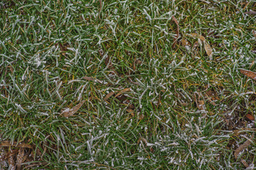 green grass covered with frost background