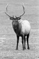 Roosevelt Elk, Oregon
