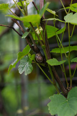 Skorupa ślimaka na pniu krzewu winorośli w ogrodzie