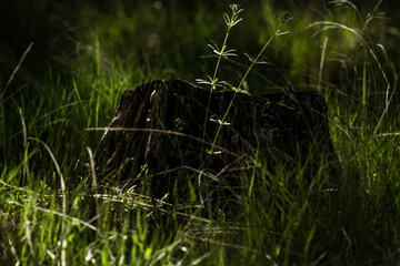 grass on the ground