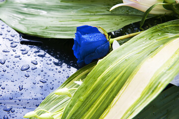Detail of rare blue rose flower and wide green leaves with drops of water, part of a wedding decoration.