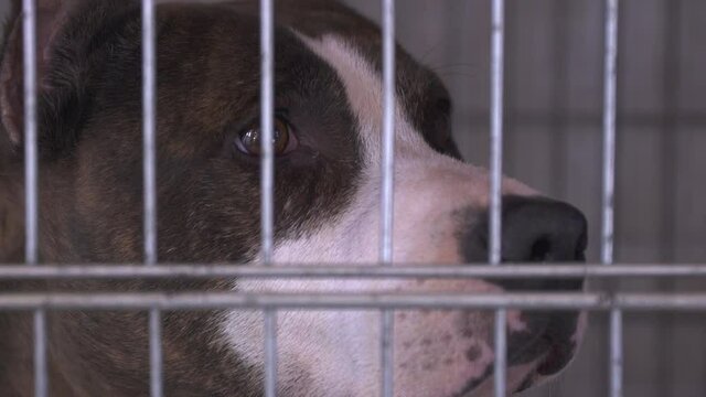 Close up of a purebred cane corso dog eyes inside a metal cage