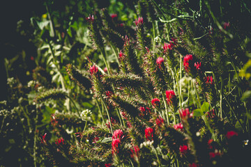 Naklejka na ściany i meble red poppies in the field