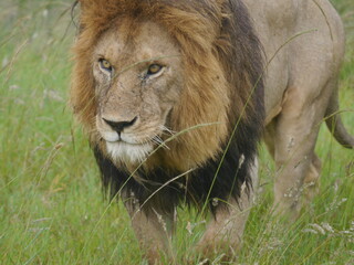 male lion in the wild