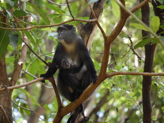 mother and child monkeys in the wild