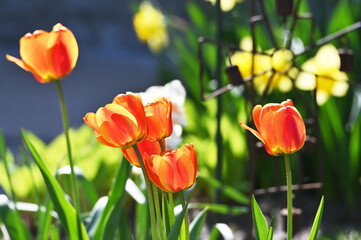 Orange Tulips