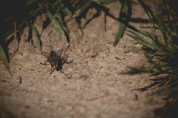 spider on the ground