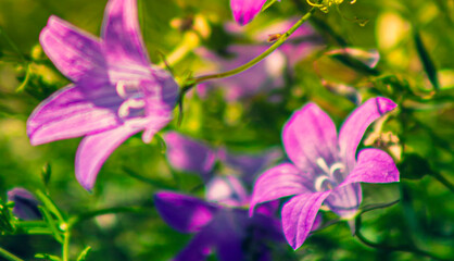 purple flowers in the garden