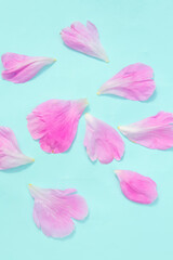 Background Of Their Petals Of Pink Peonies. Idea for a card.