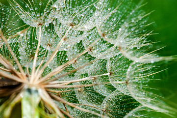 Big dandelion on natural background.Dew drops sparkling in a springtime dandelion 