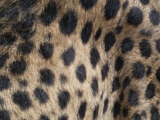 Close up of cheetah coat - black spots