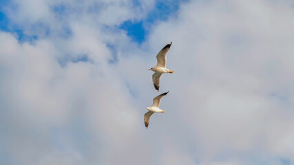 Obraz premium White seagulls against the evening sky of Istanbul.