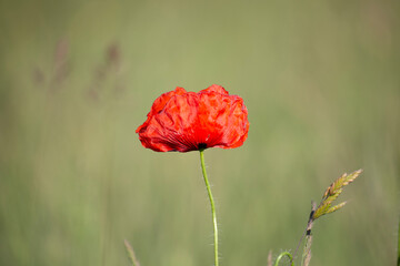 red poppy flower