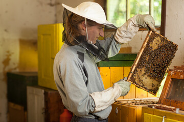 Beekeeper working in an apiary holding a frame of honeycomb covered with swarming bees