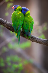 A pair of Rainbow Lorikeets being romantic on a tree branch (Trichoglossus haematodus)