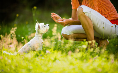 Cute little dog doing agility drill - running slalom, being obediend and making his master proud and happy