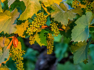 Junge Rebstöcke in Plastikröhren