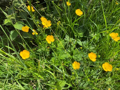 Wild yellow flowers, next to a hedgerow in, Wycoller, Colne, UK