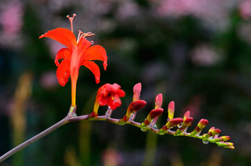 Red Crocosmia Lucifer flower head at Annapolis Royal Historic Gardens Nova Scotia