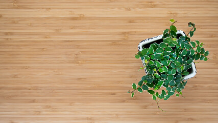 Flat lay of green fresh Ficus Pumila White Sunny flowers. Urban jungle interior concept.