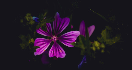 Fototapeta na wymiar purple flowers on black background