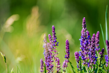Wild spring flowers in the grass field