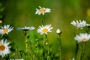 Wild spring flowers in the grass field