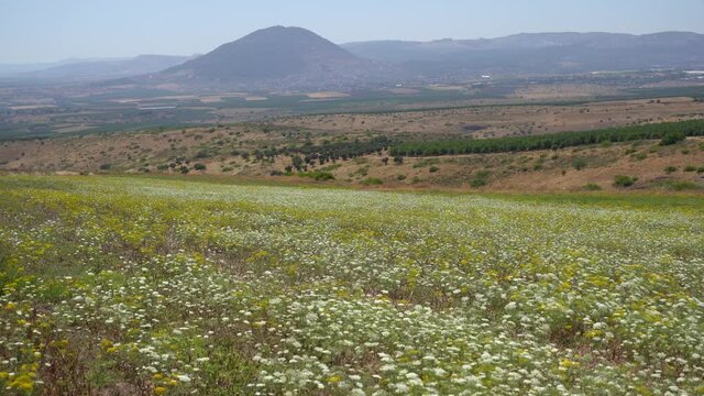 Dill field on the background of Mount Tabor