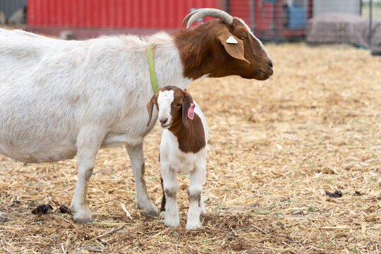 Baby goat with it's mother on a farm